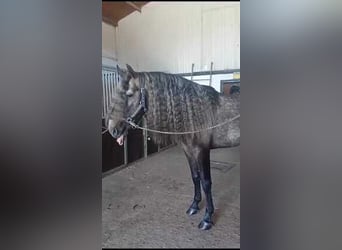 Koń andaluzyjski, Ogier, 4 lat, Siwa