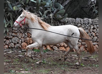 Koń andaluzyjski, Ogier, 5 lat, 153 cm, Perlino