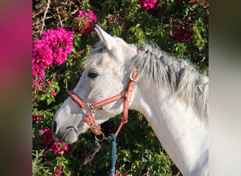 Koń andaluzyjski, Ogier, 5 lat, 156 cm, Siwa