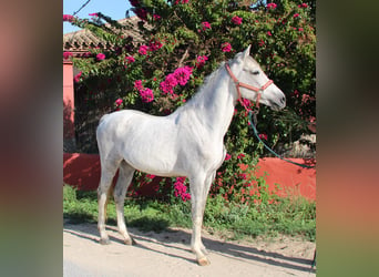 Koń andaluzyjski, Ogier, 5 lat, 156 cm, Siwa