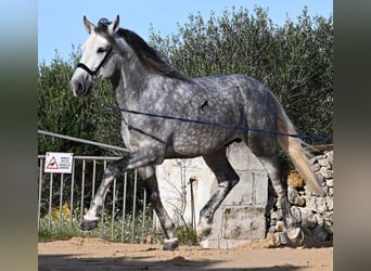 Koń andaluzyjski, Ogier, 5 lat, 157 cm, Siwa