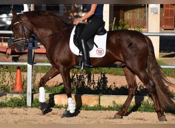 Koń andaluzyjski, Ogier, 5 lat, 158 cm, Kasztanowata