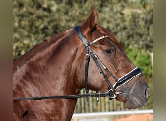 Koń andaluzyjski, Ogier, 5 lat, 158 cm, Kasztanowata