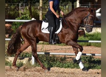 Koń andaluzyjski, Ogier, 5 lat, 158 cm, Kasztanowata