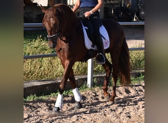 Koń andaluzyjski, Ogier, 5 lat, 158 cm, Kasztanowata