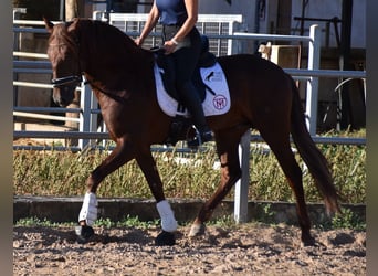 Koń andaluzyjski, Ogier, 5 lat, 158 cm, Kasztanowata