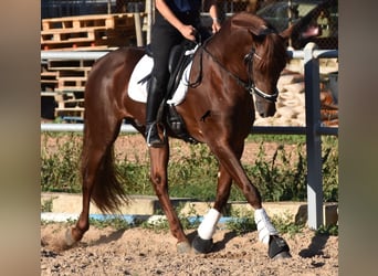 Koń andaluzyjski, Ogier, 5 lat, 158 cm, Kasztanowata