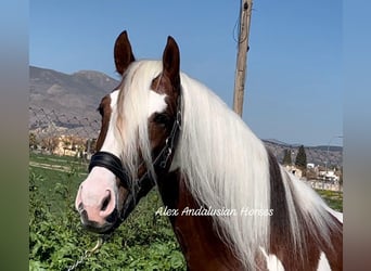 Koń andaluzyjski Mix, Ogier, 5 lat, 158 cm, Srokata