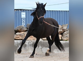 Koń andaluzyjski, Ogier, 5 lat, 159 cm, Kara