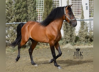 Koń andaluzyjski, Ogier, 5 lat, 160 cm, Gniada
