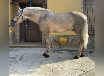 Koń andaluzyjski, Ogier, 5 lat, 163 cm, Izabelowata