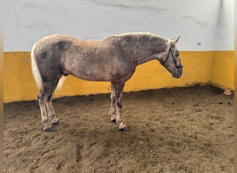 Koń andaluzyjski, Ogier, 5 lat, 163 cm, Izabelowata