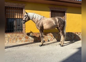 Koń andaluzyjski, Ogier, 5 lat, 163 cm, Izabelowata
