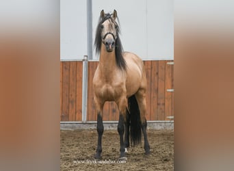 Koń andaluzyjski Mix, Ogier, 5 lat, 163 cm, Jelenia