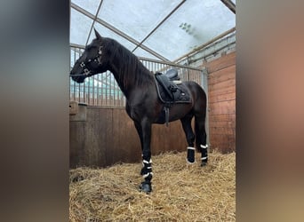 Koń andaluzyjski, Ogier, 5 lat, 163 cm, Kara