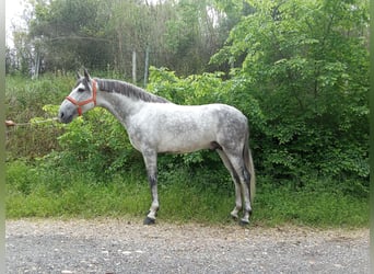 Koń andaluzyjski, Ogier, 5 lat, 163 cm, Siwa jabłkowita