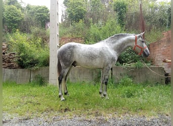 Koń andaluzyjski, Ogier, 5 lat, 163 cm, Siwa jabłkowita