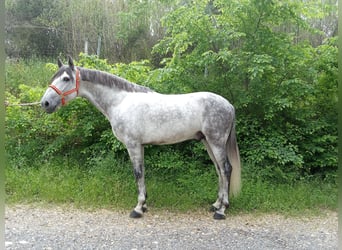 Koń andaluzyjski, Ogier, 5 lat, 163 cm, Siwa jabłkowita