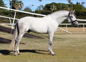 Koń andaluzyjski, Ogier, 5 lat, 163 cm, Siwa