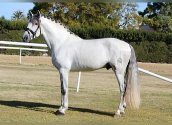 Koń andaluzyjski, Ogier, 5 lat, 163 cm, Siwa