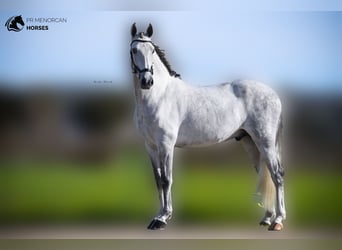 Koń andaluzyjski, Ogier, 5 lat, 164 cm, Siwa