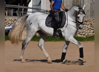 Koń andaluzyjski, Ogier, 5 lat, 164 cm, Siwa