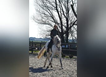 Koń andaluzyjski, Ogier, 5 lat, 165 cm, Siwa jabłkowita