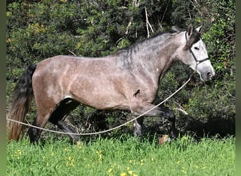 Koń andaluzyjski, Ogier, 5 lat, 165 cm, Siwa