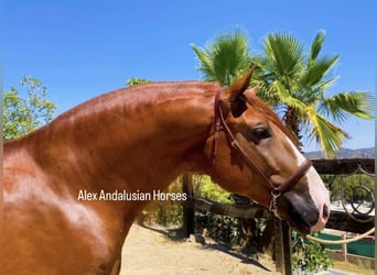 Koń andaluzyjski, Ogier, 5 lat, 167 cm, Kasztanowata