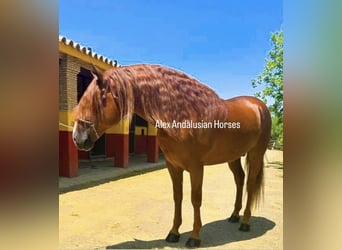Koń andaluzyjski, Ogier, 5 lat, 167 cm, Kasztanowata