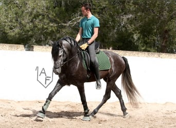 Koń andaluzyjski, Ogier, 5 lat, 167 cm, Siwa
