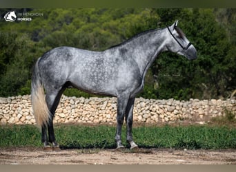 Koń andaluzyjski, Ogier, 5 lat, 167 cm, Siwa