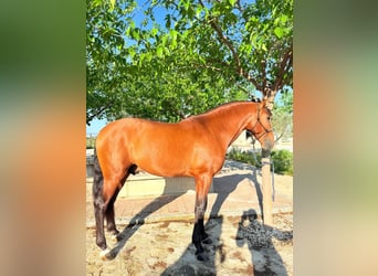 Koń andaluzyjski, Ogier, 5 lat, 168 cm, Gniada