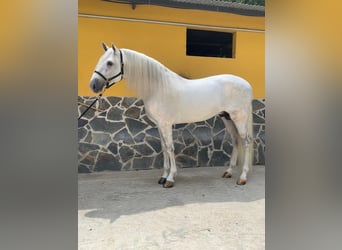 Koń andaluzyjski, Ogier, 5 lat, 168 cm, Siwa