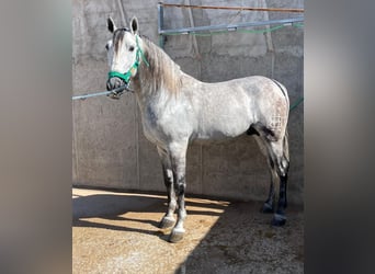 Koń andaluzyjski, Ogier, 5 lat, 168 cm, Siwa