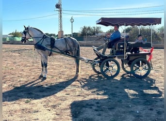 Koń andaluzyjski, Ogier, 5 lat, 168 cm, Siwa