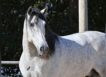 Koń andaluzyjski, Ogier, 5 lat, 169 cm, Siwa