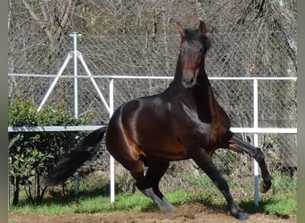 Koń andaluzyjski, Ogier, 5 lat, 170 cm, Ciemnogniada