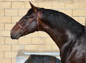 Koń andaluzyjski, Ogier, 5 lat, 170 cm, Ciemnogniada