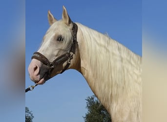 Koń andaluzyjski, Ogier, 5 lat, 170 cm, Izabelowata