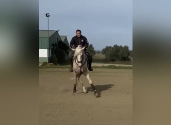 Koń andaluzyjski, Ogier, 5 lat, 170 cm, Izabelowata