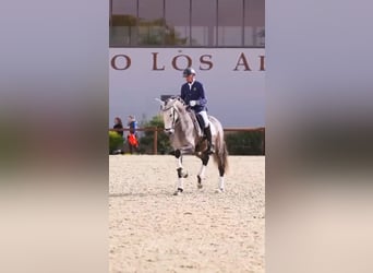 Koń andaluzyjski, Ogier, 5 lat, 170 cm, Siwa jabłkowita