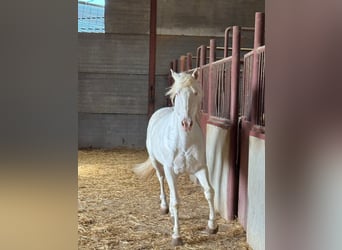 Koń andaluzyjski, Ogier, 6 lat, 150 cm, Cremello