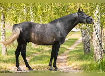 Koń andaluzyjski, Ogier, 6 lat, 155 cm, Siwa jabłkowita