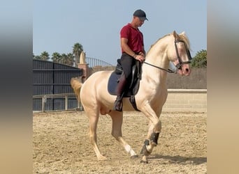 Koń andaluzyjski, Ogier, 6 lat, 157 cm, Cremello