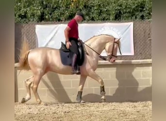 Koń andaluzyjski, Ogier, 6 lat, 157 cm, Cremello