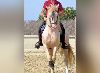 Koń andaluzyjski, Ogier, 6 lat, 157 cm, Cremello
