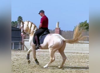 Koń andaluzyjski, Ogier, 6 lat, 157 cm, Cremello