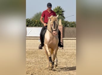 Koń andaluzyjski, Ogier, 6 lat, 157 cm, Cremello