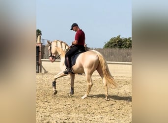 Koń andaluzyjski, Ogier, 6 lat, 157 cm, Cremello